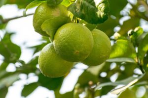 コウジ酸を他の成分と併用することで得られる効果は？