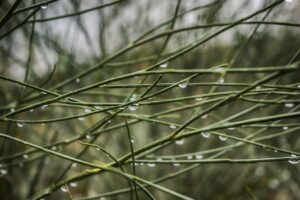 NMN点滴によるアンチエイジング効果はどのくらい期待できる？