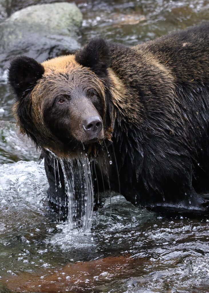 茶クマを自宅で簡単に対策する美容液の選び方は？