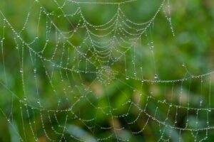 ペプチド美容液の医療レベルの効果とは？