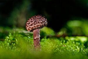 美肌菌を活用した自宅ケアの効果とは？